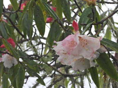 大雪山國家森林遊樂區玉山杜鵑陸續綻放 (林業及自然保育署臺中分署提供)